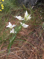 Calochortus lyallii