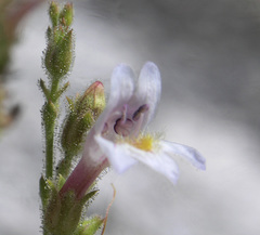 Penstemon discolor