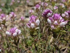 Orthocarpus cuspidatus