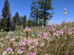Orthocarpus cuspidatus