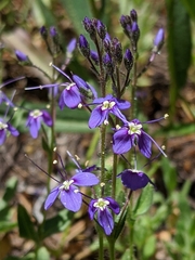 Veronica copelandii