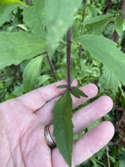 Eupatorium anomalum