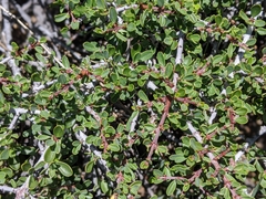 Ceanothus arcuatus