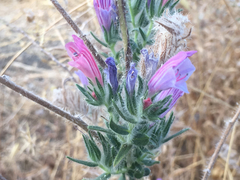 Echium judaeum