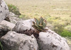 Aloe distans