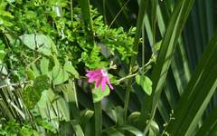 Passiflora sublanceolata