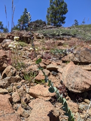 Streptanthus barbatus