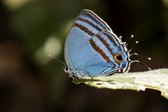 Paiwarria venulius