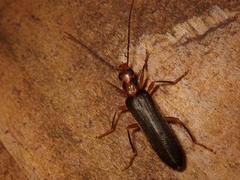 Nacerdes carniolica