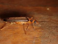 Nacerdes carniolica