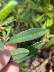 Crotalaria rotundifolia