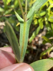 Crotalaria rotundifolia