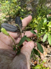 Crotalaria rotundifolia
