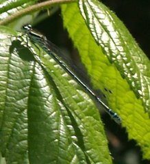 Coenagrion