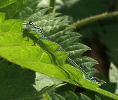 Coenagrion