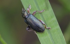 Plateumaris bracata