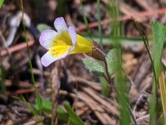 Erythranthe trinitiensis