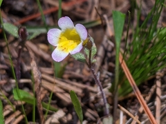 Erythranthe trinitiensis