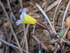 Erythranthe trinitiensis