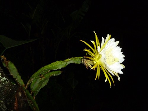 Selenicereus costaricensis, photograph 4