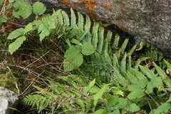 Dryopteris affinis