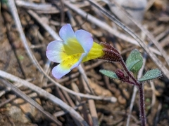 Erythranthe trinitiensis