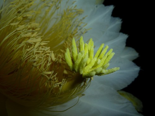 Selenicereus costaricensis, photograph 5