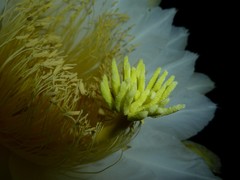 Selenicereus costaricensis