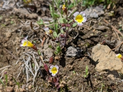 Erythranthe trinitiensis