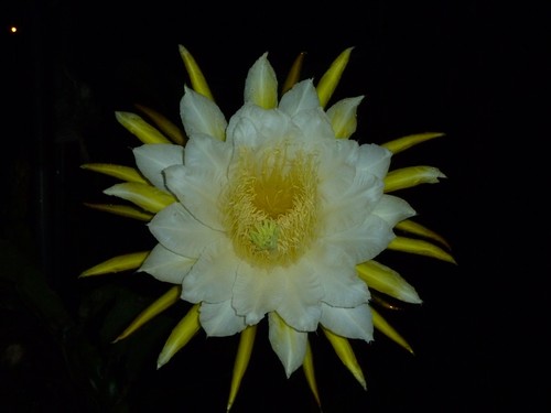 Selenicereus costaricensis, photograph 6