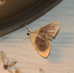 Glaphyria fulminalis