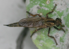 Machimus paropus