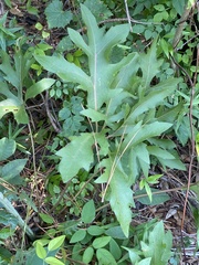 Silphium compositum
