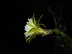 Selenicereus costaricensis