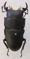 Dorcus ritsemae ritsemae