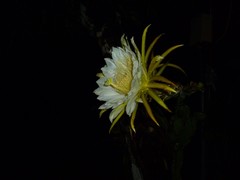 Selenicereus costaricensis