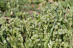 Valerianella carinata