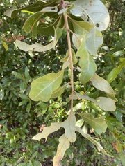 Quercus incana
