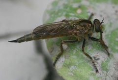 Machimus paropus