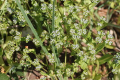 Valerianella carinata
