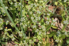 Valerianella carinata