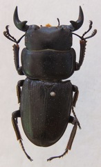 Dorcus ritsemae ritsemae