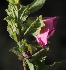 Anisodontea scabrosa