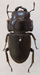 Dorcus ritsemae ritsemae