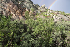 Anisodontea scabrosa