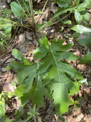 Silphium compositum