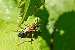 Xestoleptura