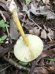 Amanita arkansana