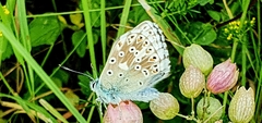 Polyommatus coridon