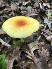 Amanita arkansana